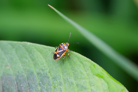 a kind of stinkbug on the green leaf, take photos in the natural wild state.