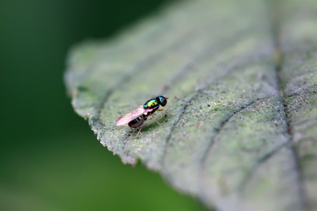 a kind of muscidae insects on a green leaf, in the natural wild state, Luannan County, Hebei Province, China.の写真素材