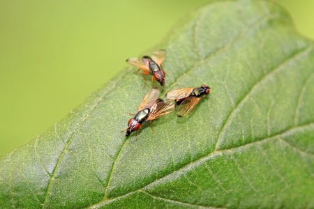 a kind of muscidae insects on a green leaf, in the natural wild state, Luannan County, Hebei Province, China.の写真素材