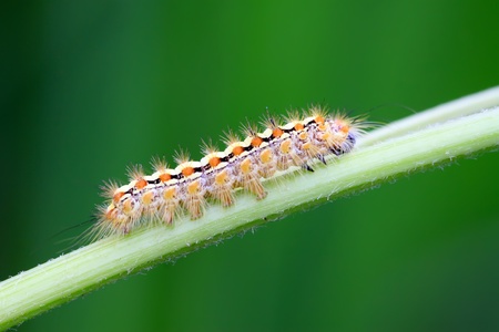 a caterpillar crawling on the plant stem, take photos in the natural wild state, Luannan County, Hebei Province, China.の写真素材