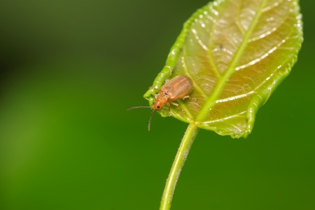 a kind of beetles on a green leaf, taken photos in natural wild state, Luannan County, Hebei Province, China.の写真素材