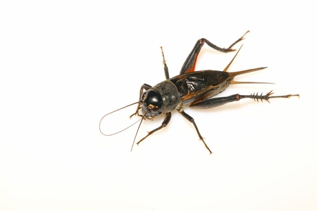 a kind of insects picture, cricket on a white background