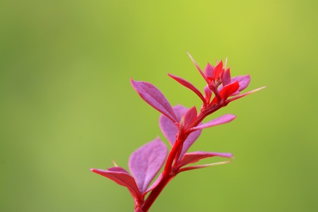 berberis thunbergii plant in a park, close up of pictures, red, very pretty, can do green plants,...