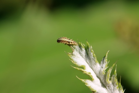 a chrysopa lai larvae on the green leaf.