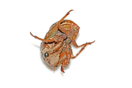 cicada on a white background, close up of pictures.