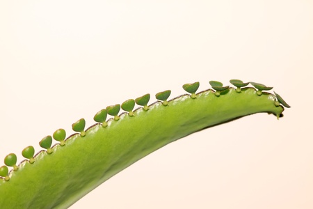 a special leaf, small plants grow in edges of the leaves, it can be used as medical の写真素材