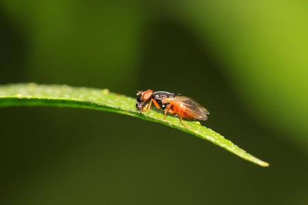 a kind of muscidae insects on a green leaf, in the natural wild state, Luannan County, Hebei Province, China.の写真素材