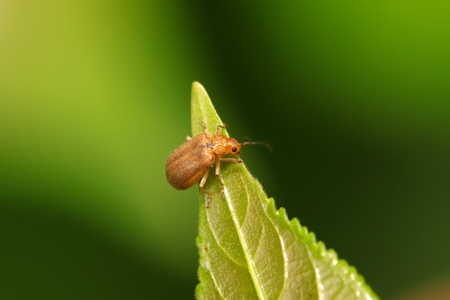 a kind of beetles on a green leaf, taken photos in natural wild state, Luannan County, Hebei Province, China.の写真素材