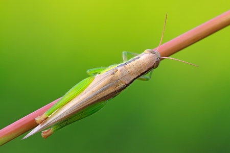 a oxya lurking in the plant stem, taken photos in the natural wild state, Luannan County, Hebei Province, China.の写真素材