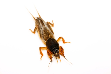 mole cricket on a white backgroundの写真素材