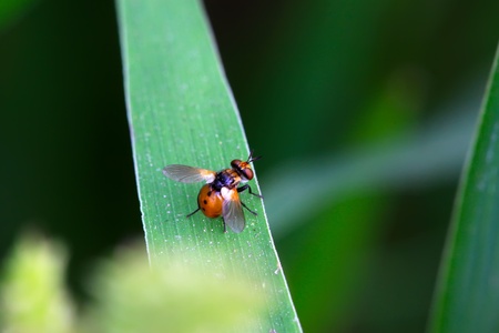 a kind of muscidae insects on a green leaf, in the natural wild state, Luannan County, Hebei Province, China.の写真素材