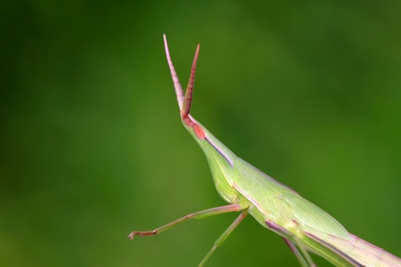 close up of orthoptera insects の写真素材