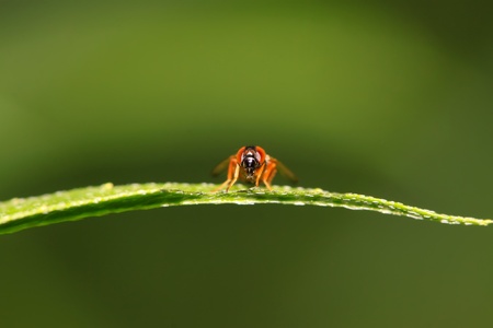 a kind of muscidae insects on a green leaf, in the natural wild state, Luannan County, Hebei Province, China.の写真素材