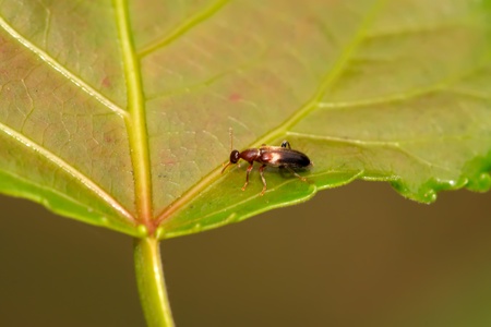ant-like flower beetle on the leafの写真素材