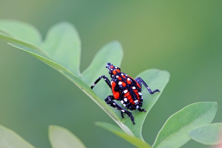 close up of fulgoroidea insects on the green leaf, take photos in the wild natural state, can serve as a specimen entomological research, Tangshan City, Hebei Province, China.の写真素材