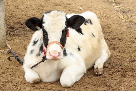 a cow lying on the ground in rural china