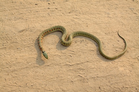 a picture of a snake, close up of picturesの写真素材