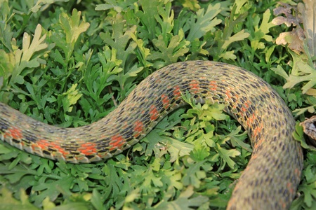 a picture of a snake, close up of picturesの写真素材