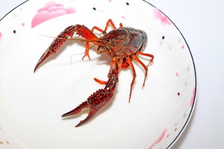 close up of crayfish which can be made into delicious dishesの写真素材