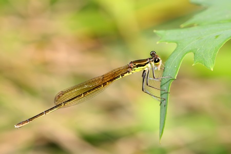 damsel-fly on the grass in the natural state, close up of pictures, take photos in the wild natural...