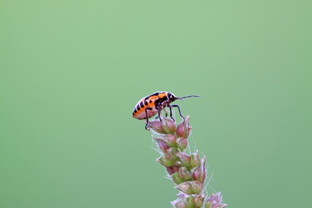 a stink bug on the green leaf.