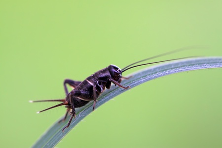 black cricket nymphs on the grass, take photos in the natural wild state, Luannan County, Hebei Province, China.の写真素材