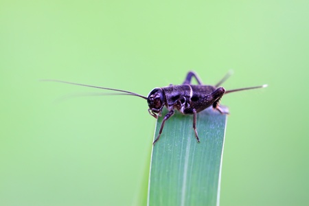 black cricket nymphs on the grass, take photos in the natural wild state, Luannan County, Hebei...
