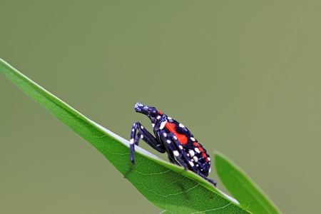 close up of fulgoroidea insects on the green leaf, take photos in the wild natural state, can serve...
