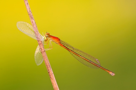 predator damselflies in the wild