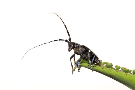 a kind of coleoptera insects named anoplophora, close up of pictures on a white background. の写真素材
