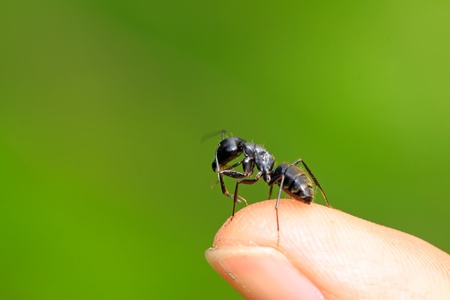 camponotus japonicus on a green leaf, take photos in the wild natural state, Luannan County, Hebei Province, China.の写真素材