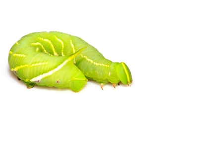 a kind of insects named chanis bilin eata walker, close up of picturesの写真素材