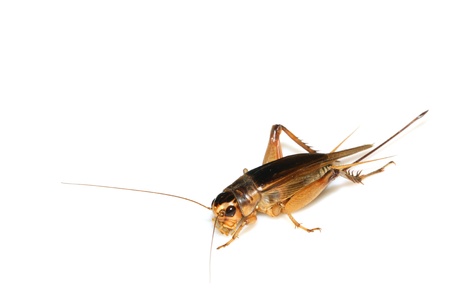 a kind of insects named crickets on a white background