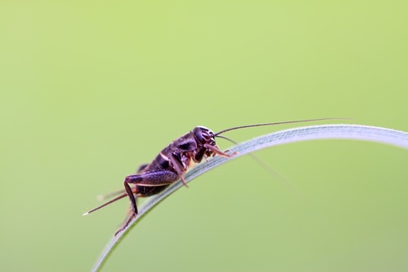 black cricket nymphs on the grass, take photos in the natural wild state, Luannan County, Hebei Province, China.の写真素材