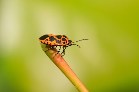 a stink bug on the green leaf.の写真素材