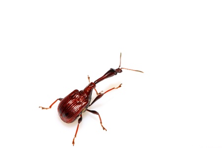 a insects has very long neck north china の写真素材