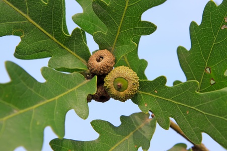 a kind of leaves under the blue sky in north china の写真素材