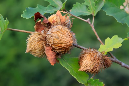 a kind of leaves under the blue sky in north china の写真素材