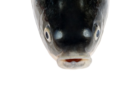 closeup of carp head featured in white background の写真素材