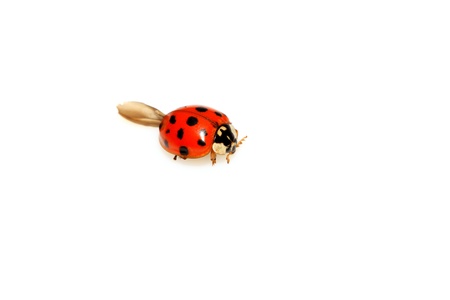 a kind of lady beetles on a white backgroundの写真素材