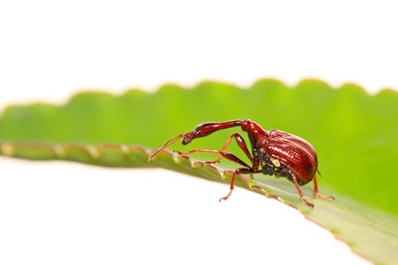 a kind of beetles insects on the green leaf