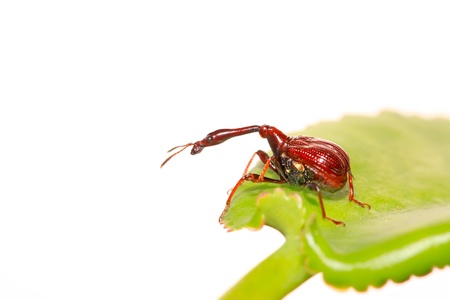 a kind of beetles insects on the green leaf