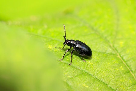 a kind of beetles insects on the green leafの写真素材