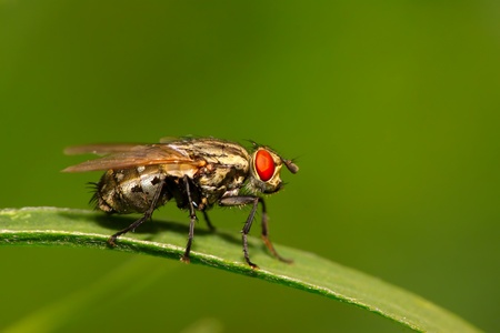 muscidae insects lurking on the green leaf