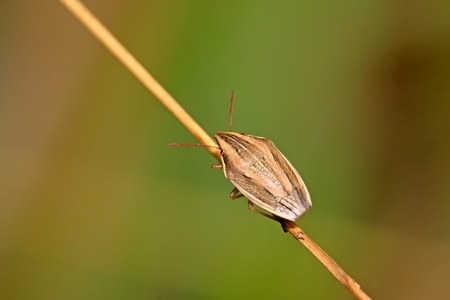 a stink bug on the green leafの写真素材
