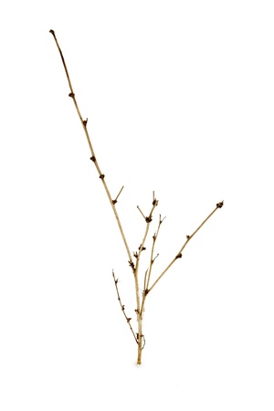 herb stalks on a white background, north china の写真素材