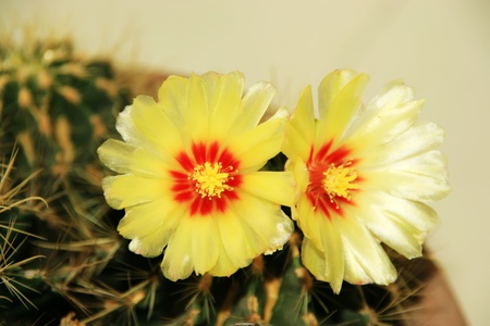 closeup of celestial being flowersの写真素材