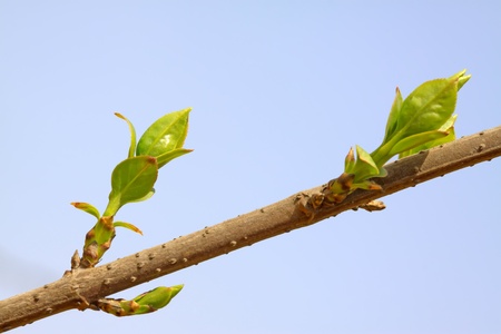close up of forsythia bud, growing in early spring, gives the impression of a thriving.