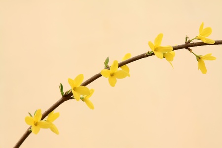 close up of forsythia flower, growing in early spring, gives the impression of a thriving.