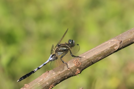 close up of a dragonfly